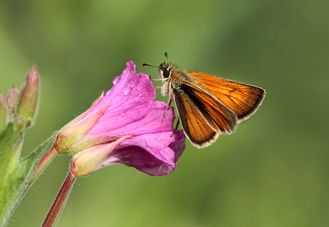 Small Skipper 5